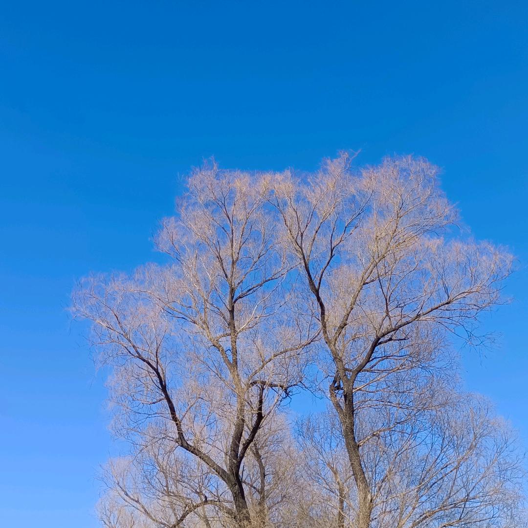 他强任他强，清风拂山岗