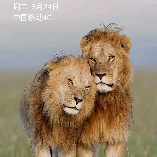 艳阳