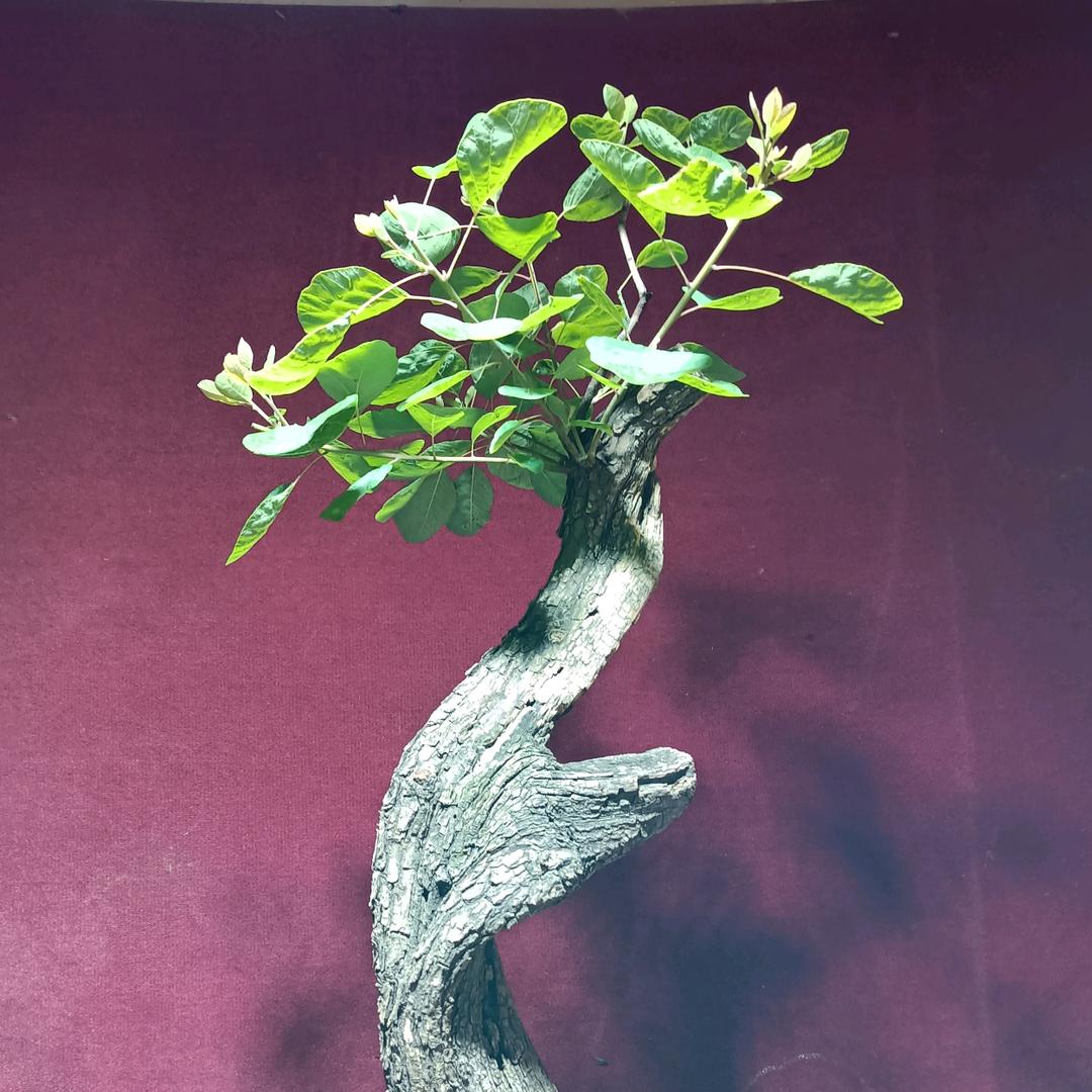 恩获盆景