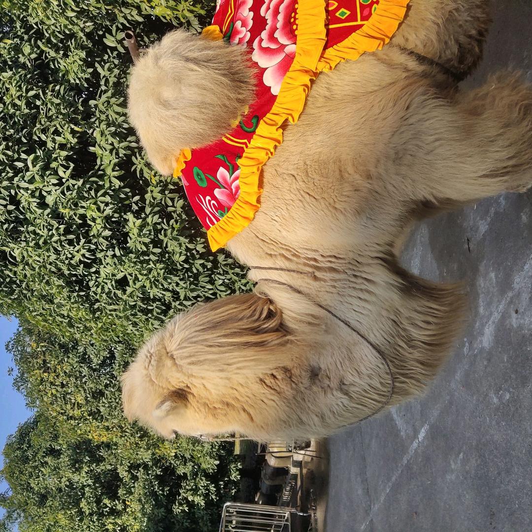 大豆