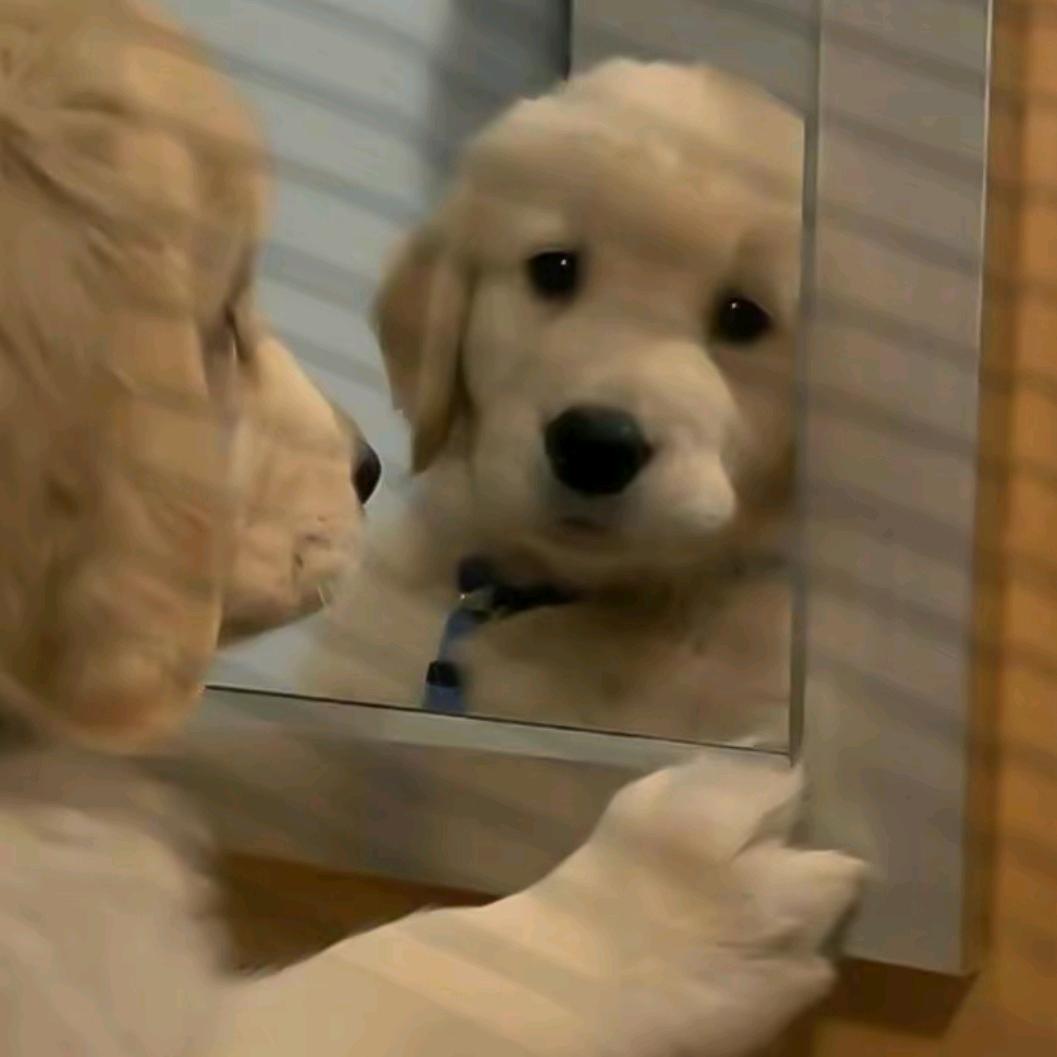 踩雪画梅花(许嵩没见过版)