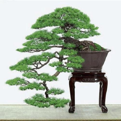 绿缘盆景花卉