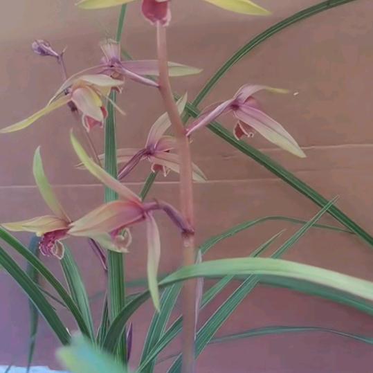 🪐芜湖六月🪐