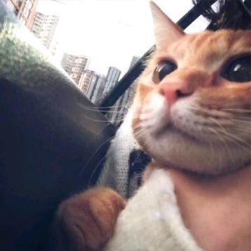 章鱼烧.