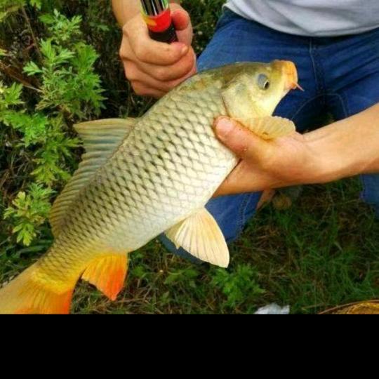 富强张小垂钓园