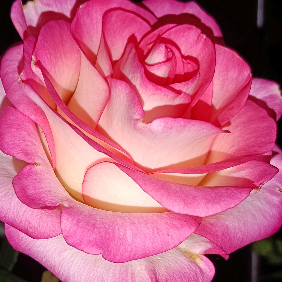 এ᭄茉莉ོꦿృ༊