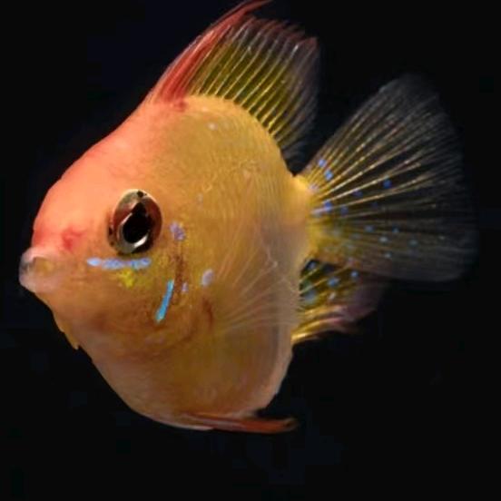 秋姐水族馆