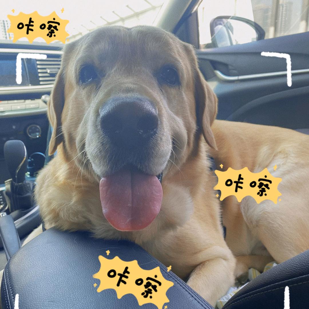 大牛和来福的日常花絮