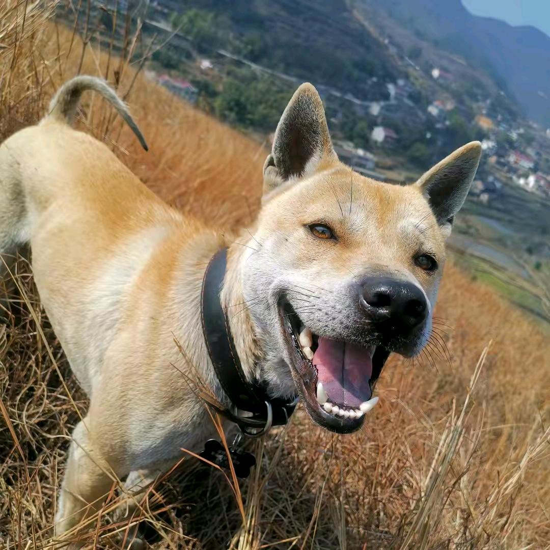 ，。，。头像