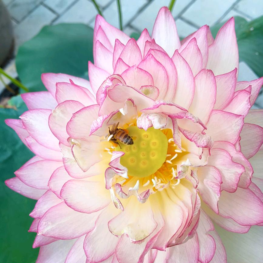 朵拉
