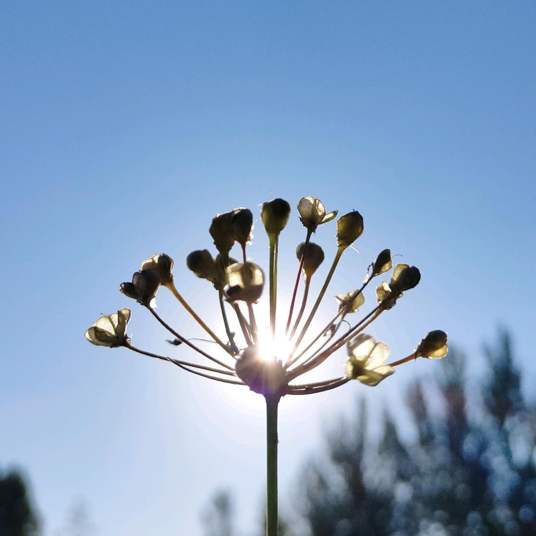 随风飞舞的蜗牛🐌（互关）