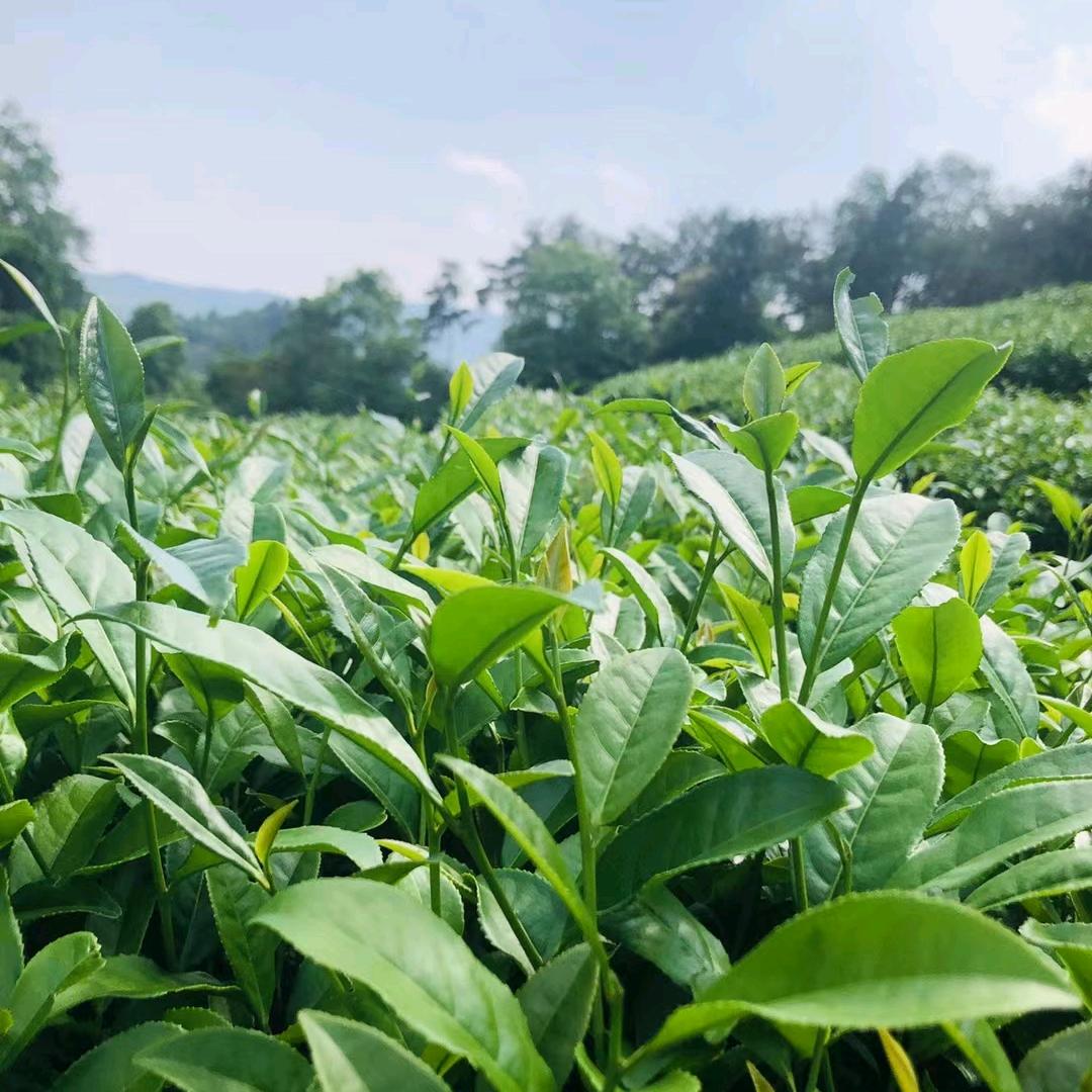 香壶在涧茶叶批发