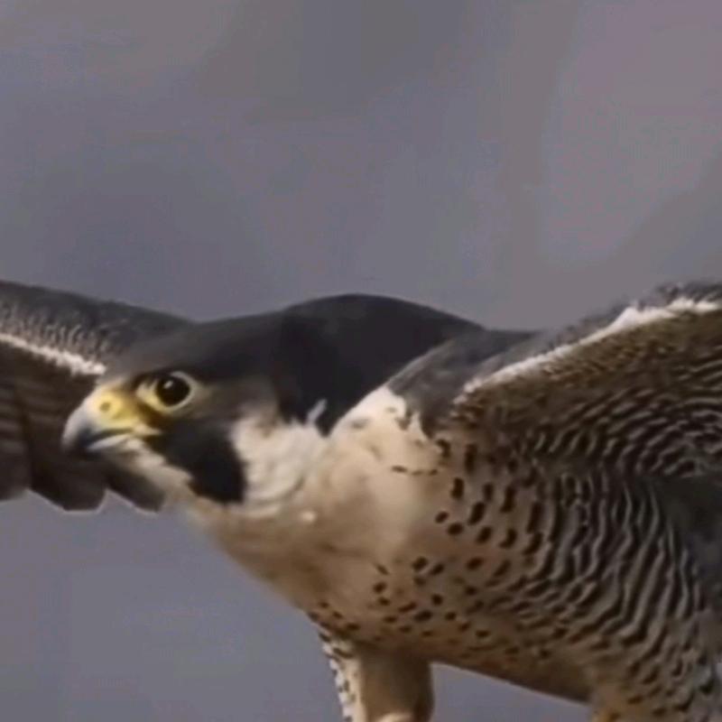 战鹰