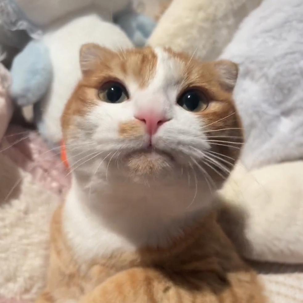 𝑪𝒖𝒕𝒆萌宠✨