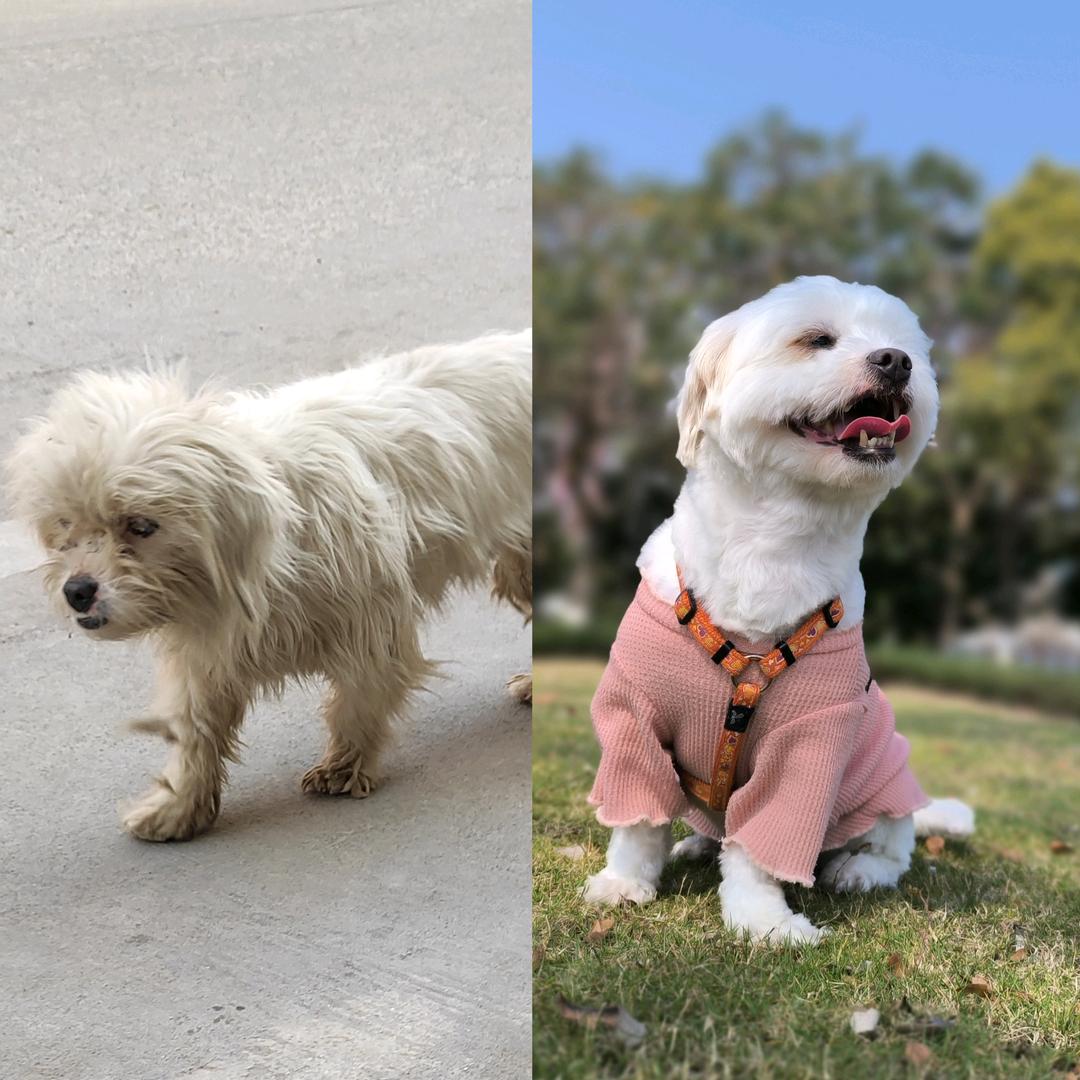不再流浪陈白白🐶