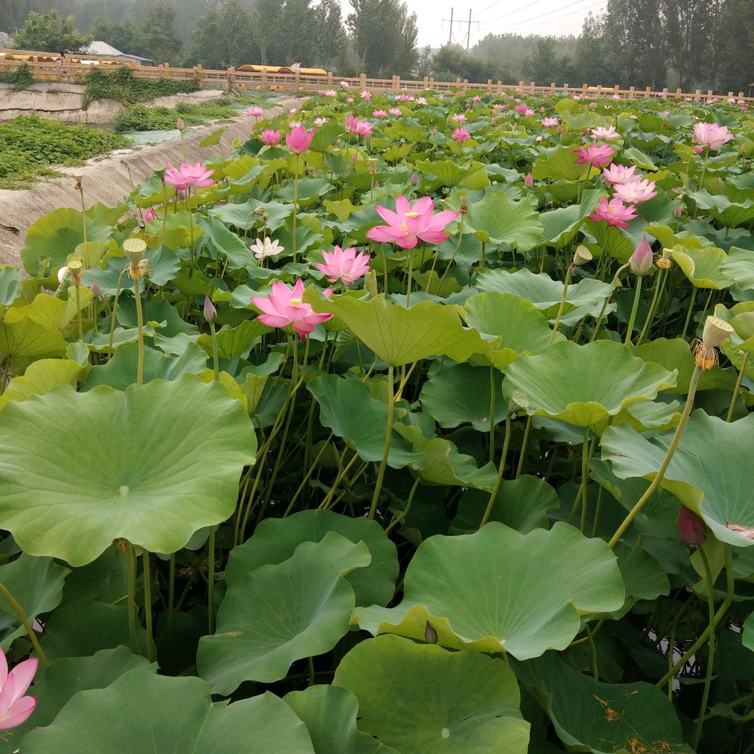 感恩