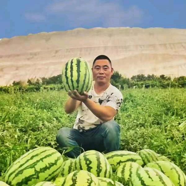 新疆西瓜代办~翟百桥团队
