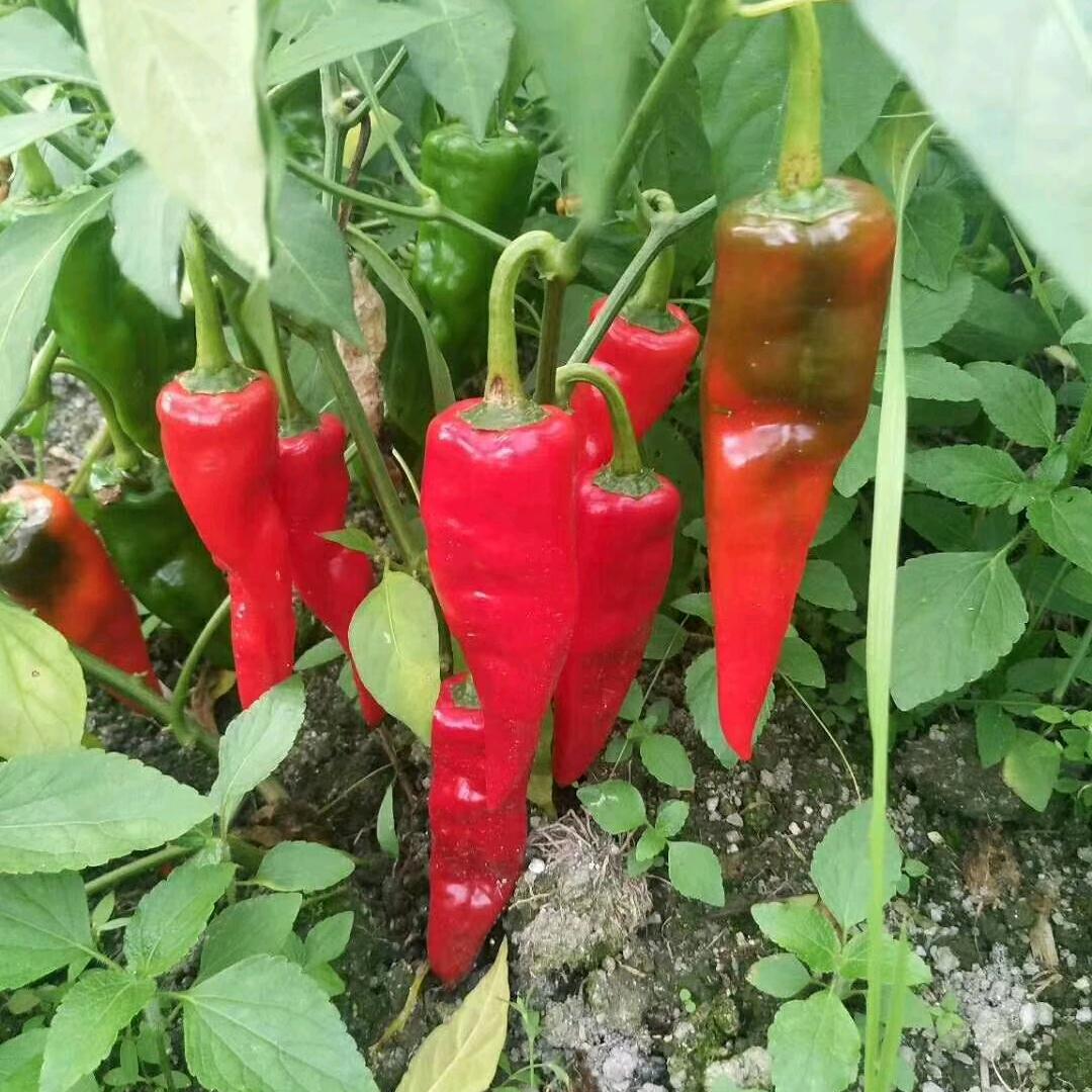 颜四妹，白水酸辣椒.王