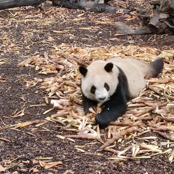 花开富贵🌹🌹🌹