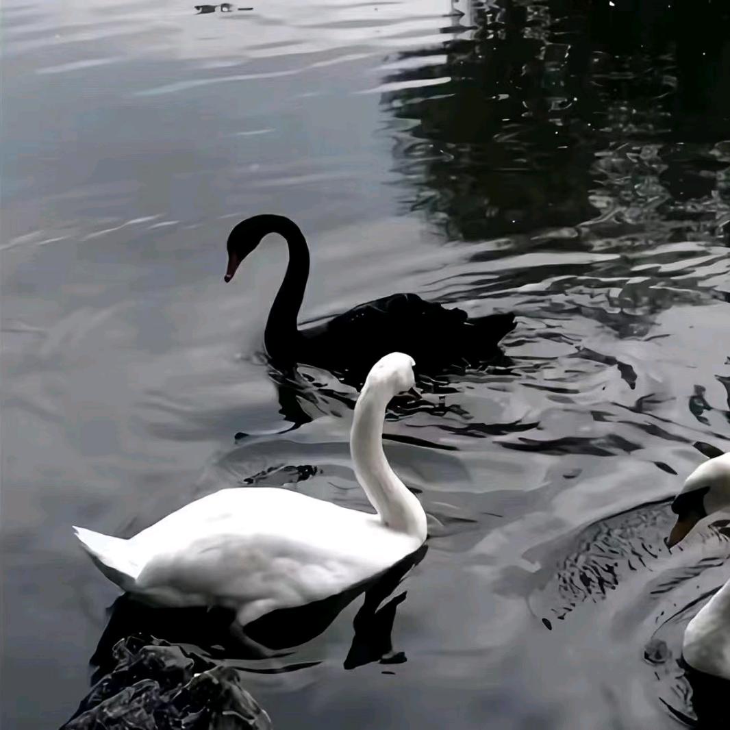 凌霄互娱游戏达人