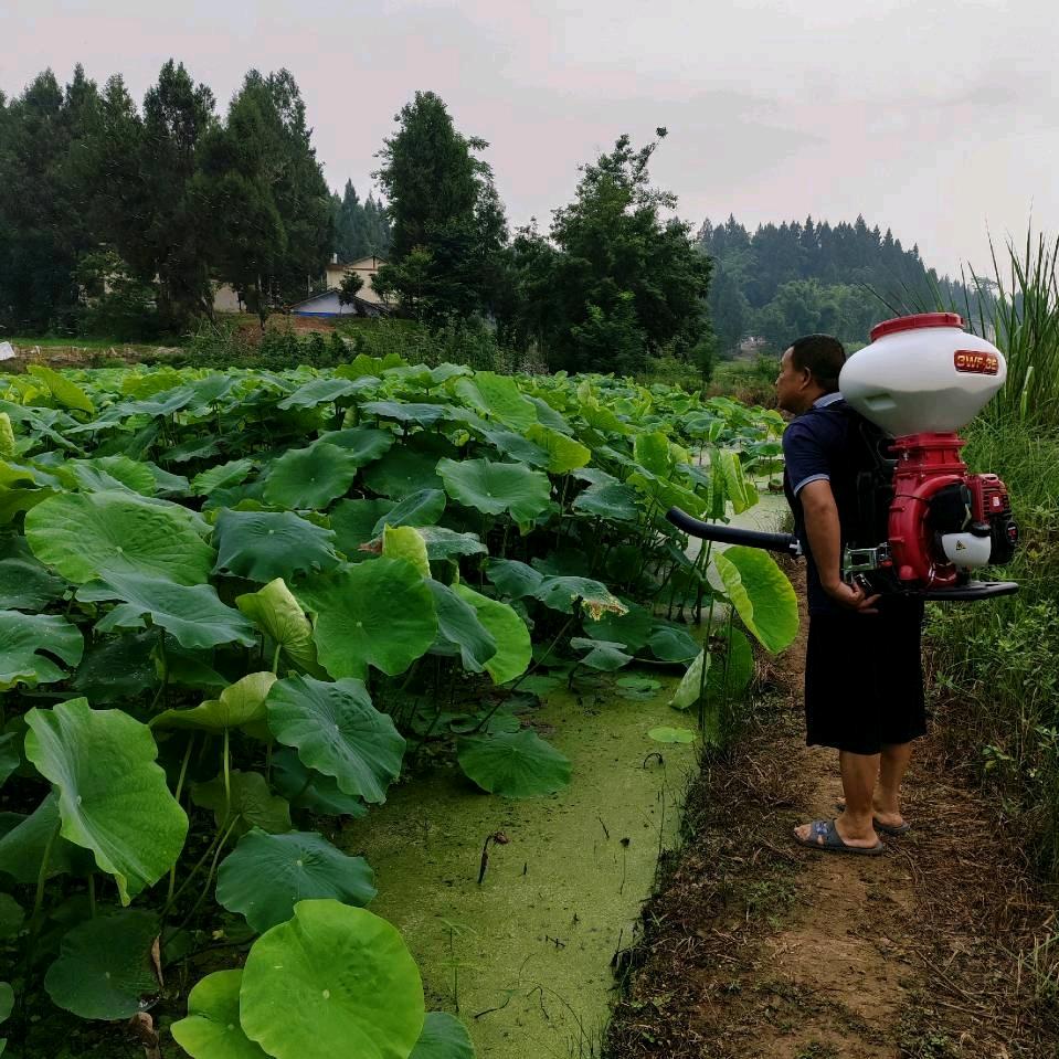 龙哥一往情深。