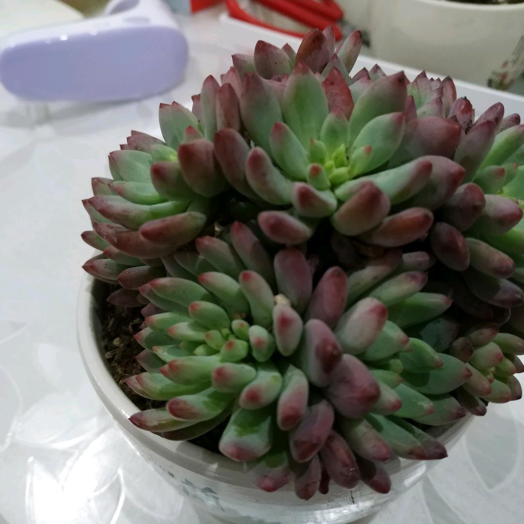 ll