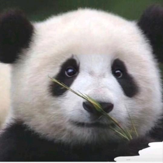 爱吃泡面沙拉ZZH