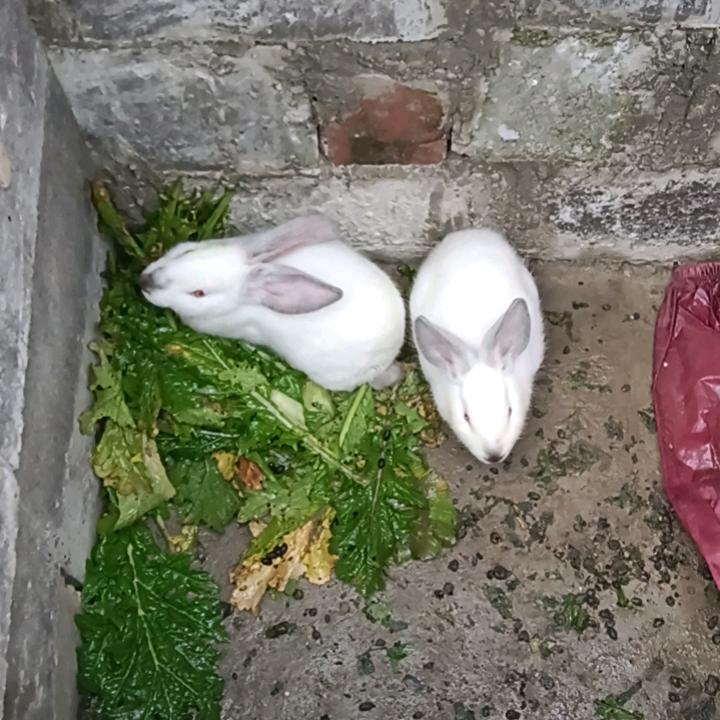 孤独的人想找一位陪伴