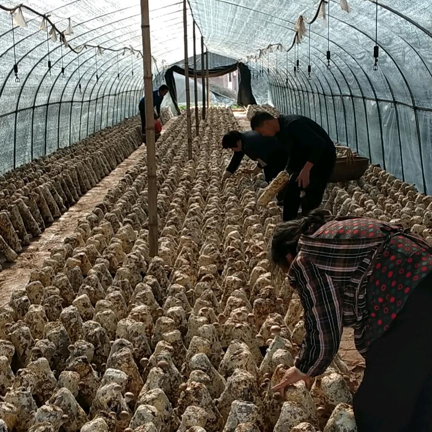 浙江香菇基地，全国直发