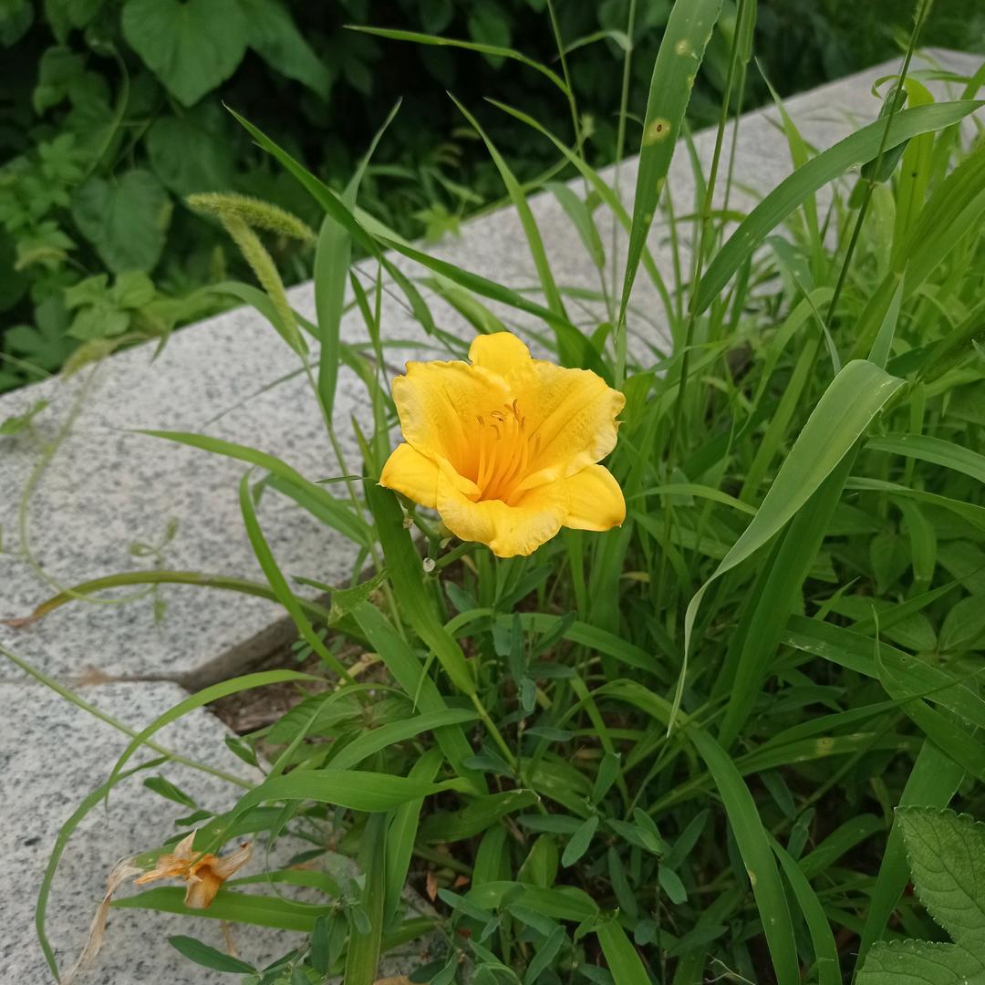 三霞