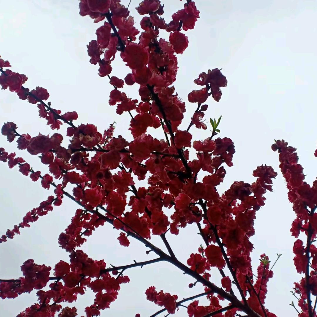 岁月静好🍒🍒