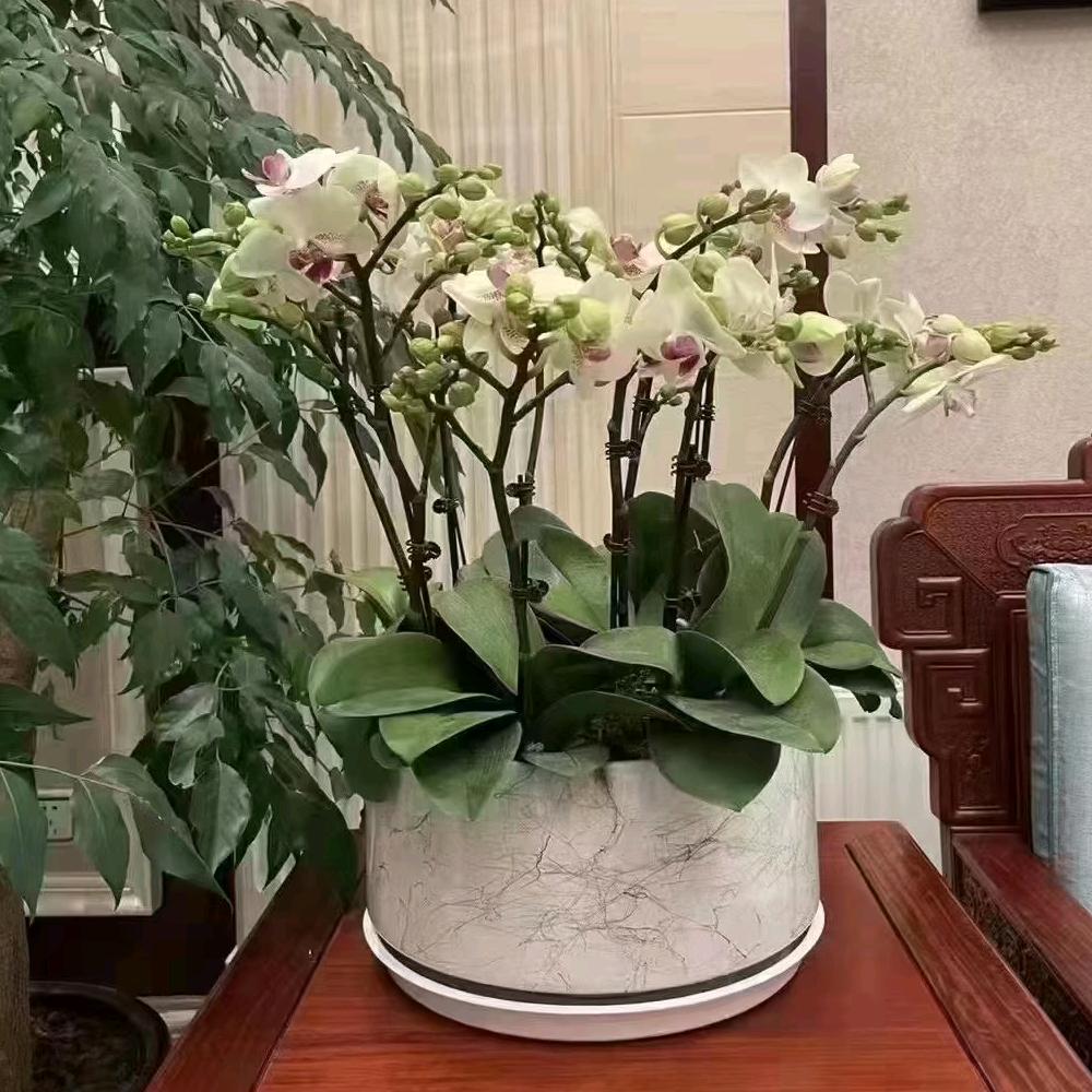 谈墨文竹