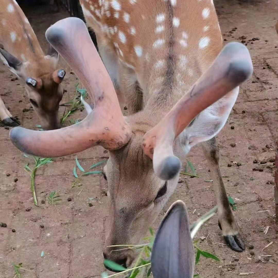 祥元滋补专营店直播号