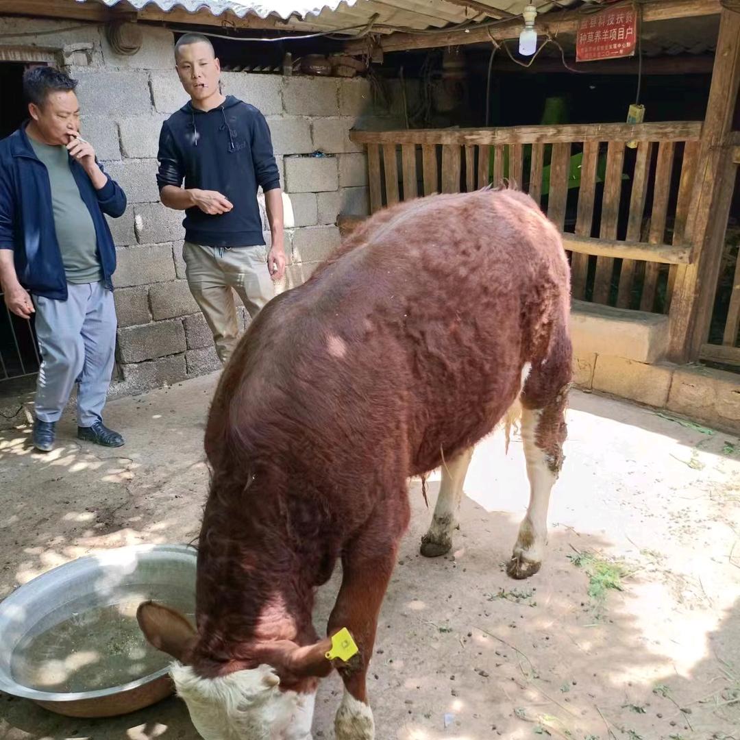 买牛经纪人小普