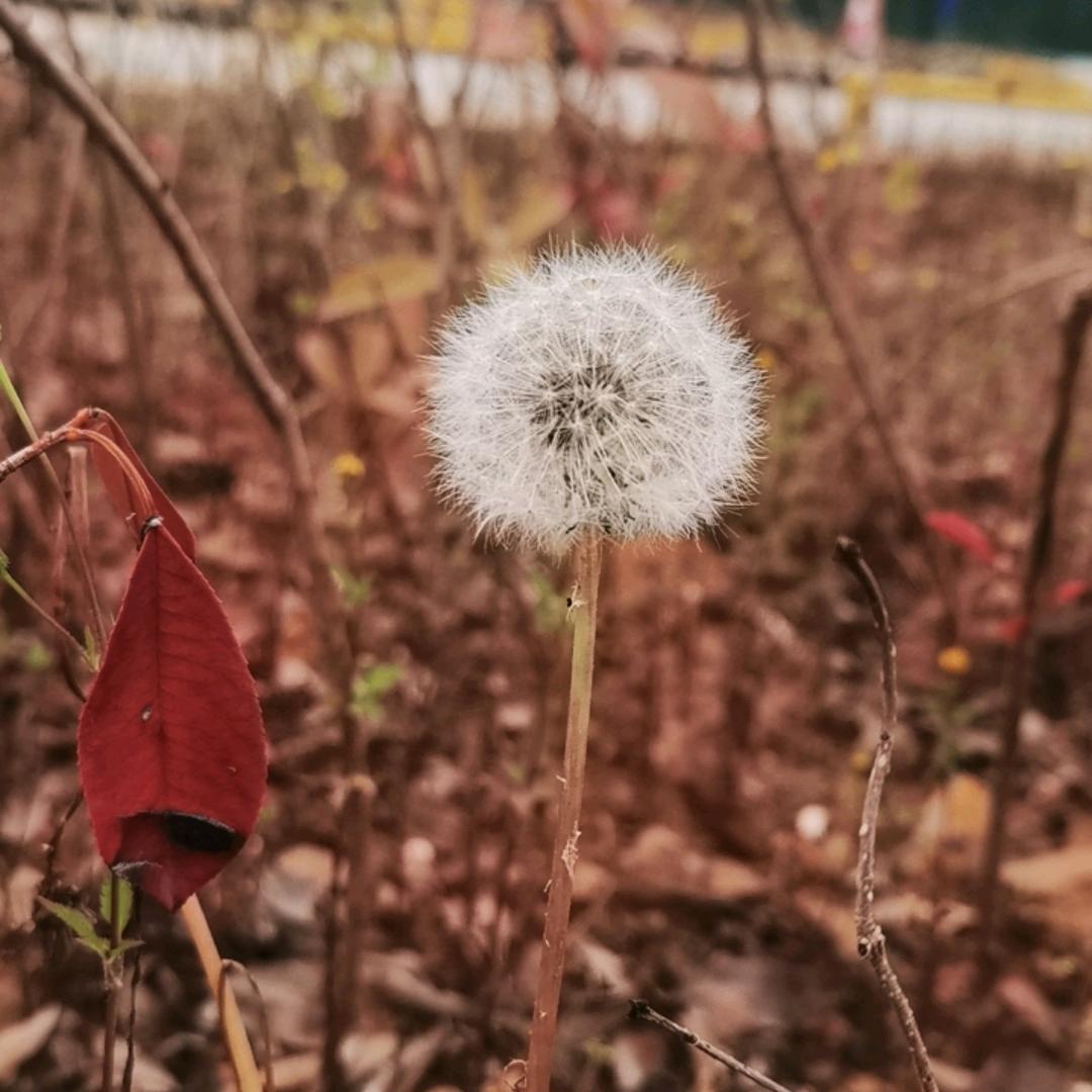 半个青柚. ້໌ᮩ🧸ིྀ