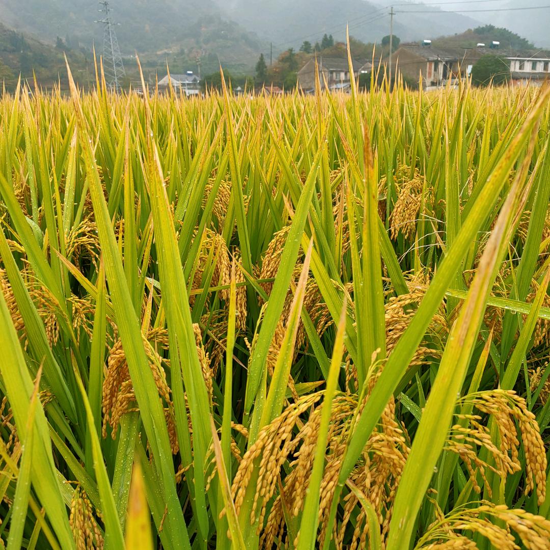 夏梦