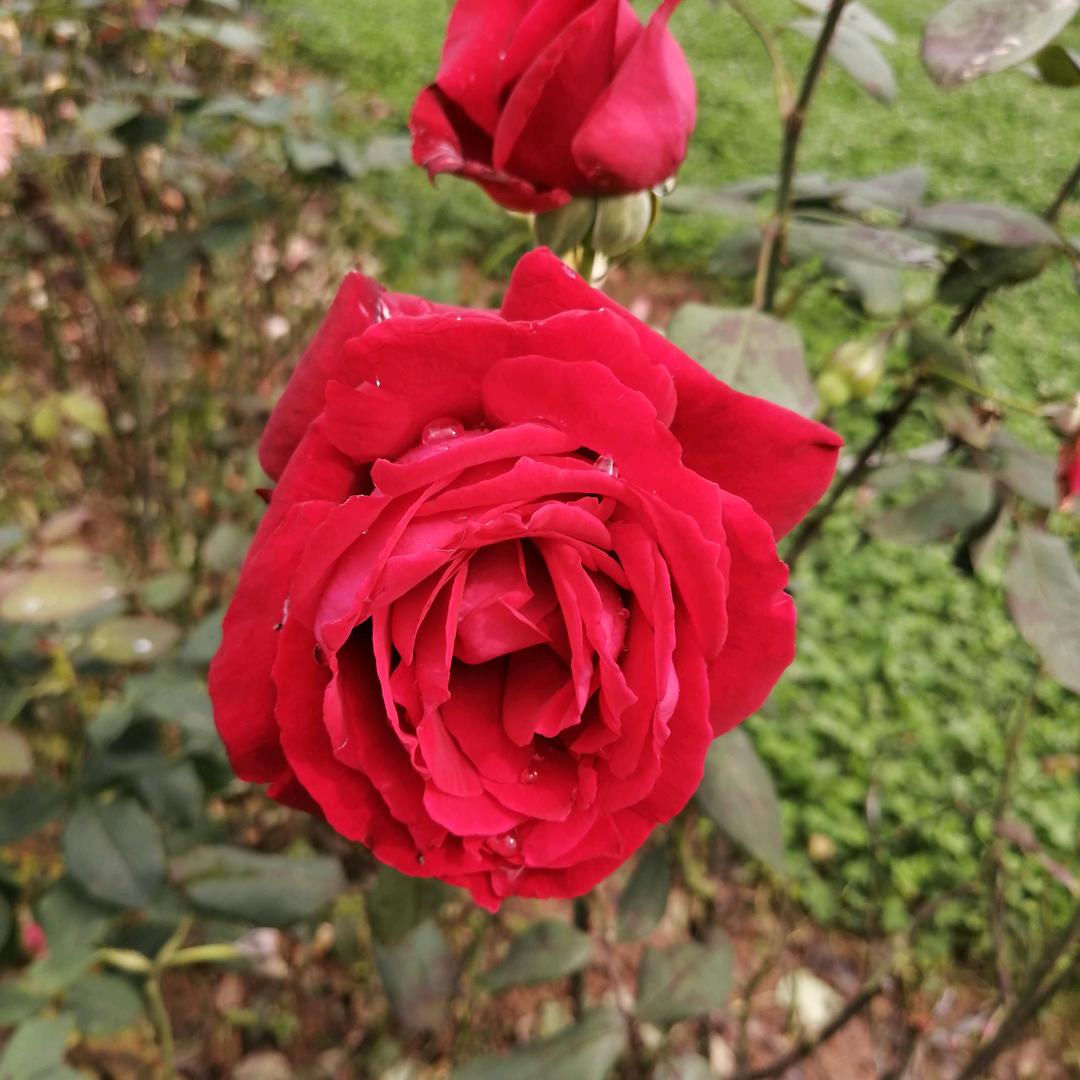 香菇