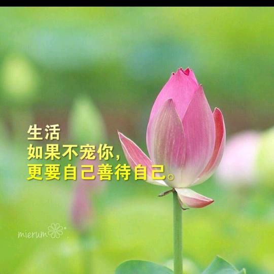 你若α安好