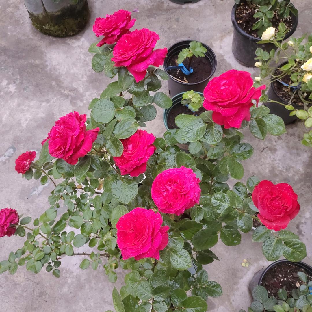 从今以后做个没心没肺的人