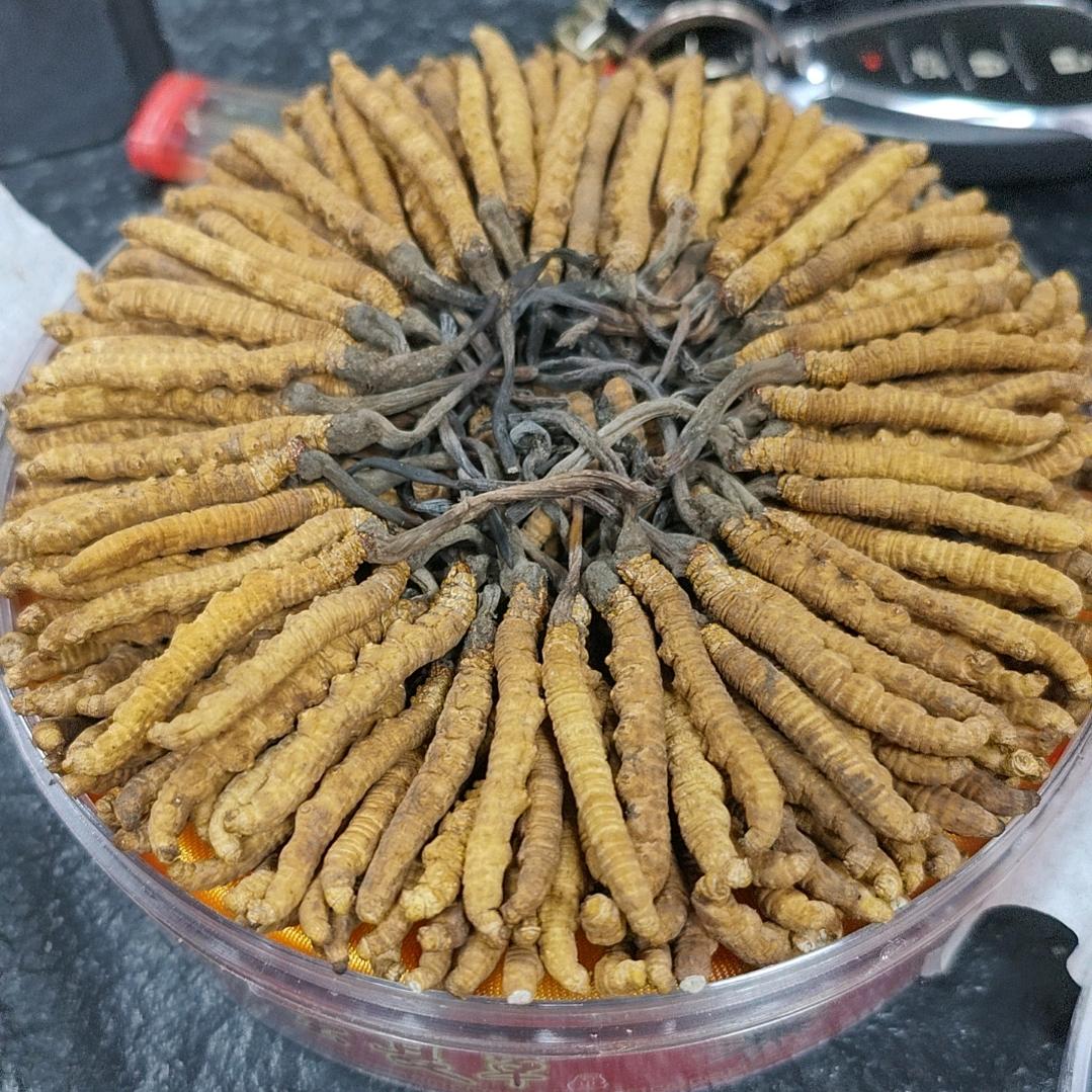 回收虫草