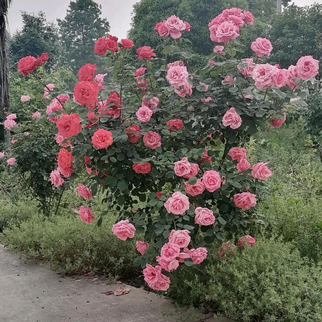 祝大家新年快乐龙年大吉