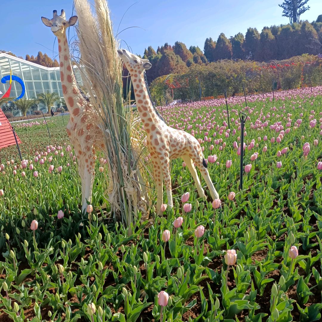 柳岸花明