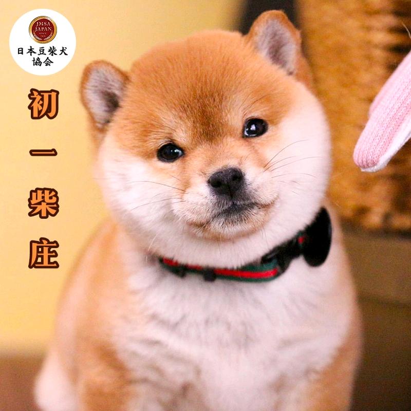 初一柴庄