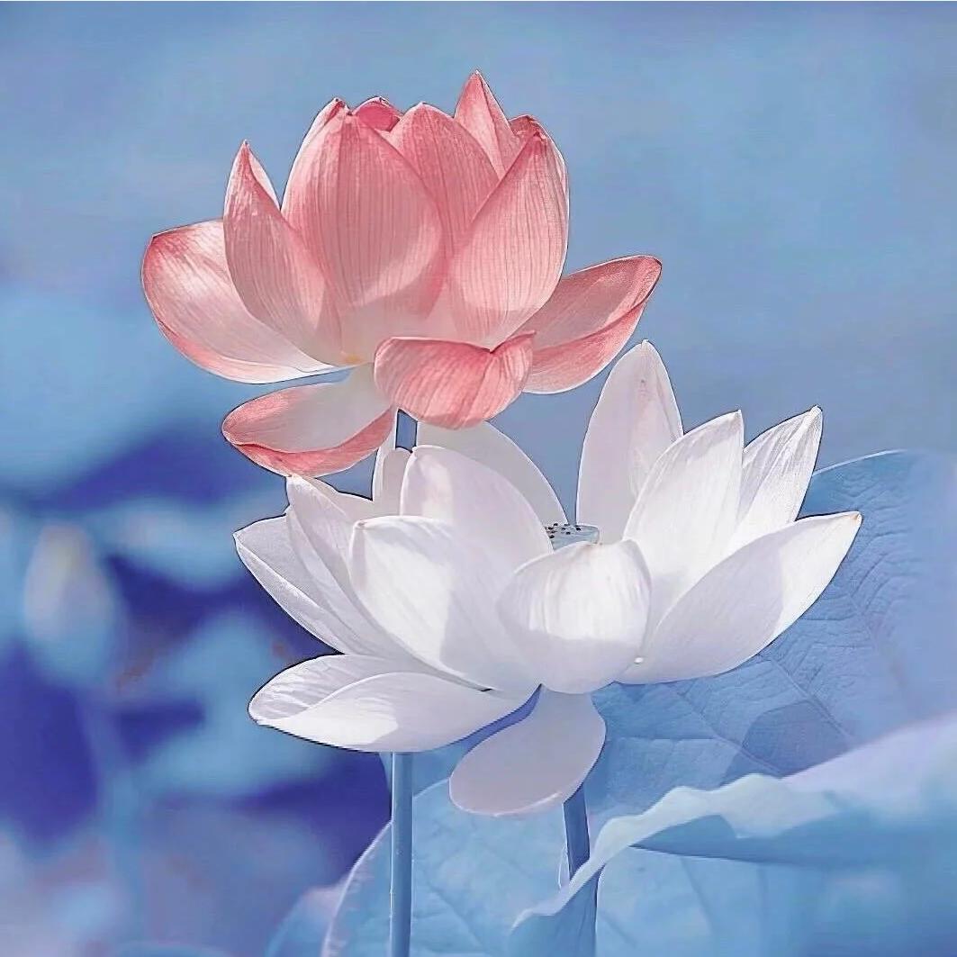 ✨白日梦