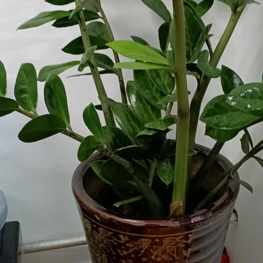 芝麻节节高