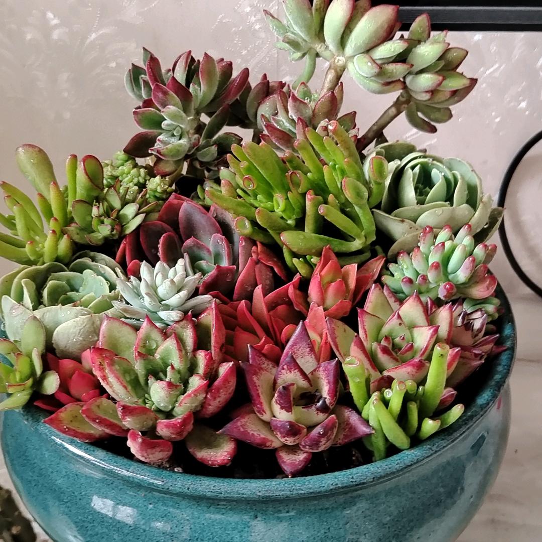 颠碎的草莓拒绝私信