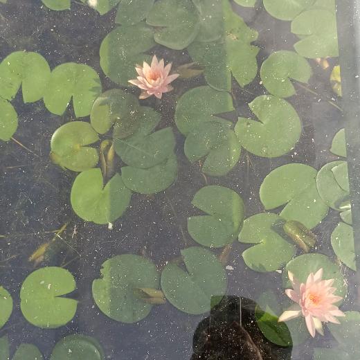 蕾