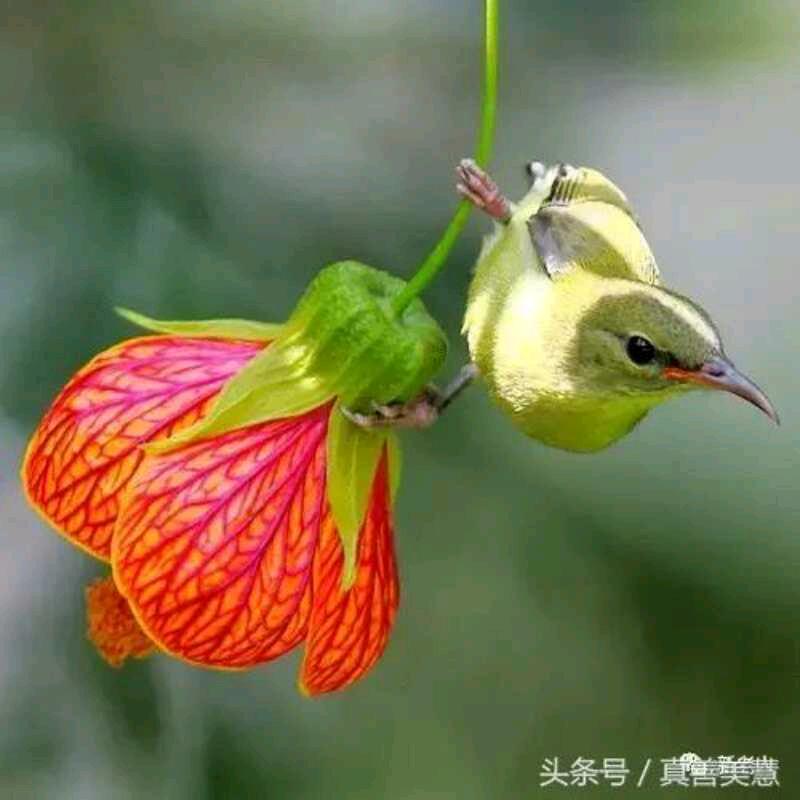 富贵东葛