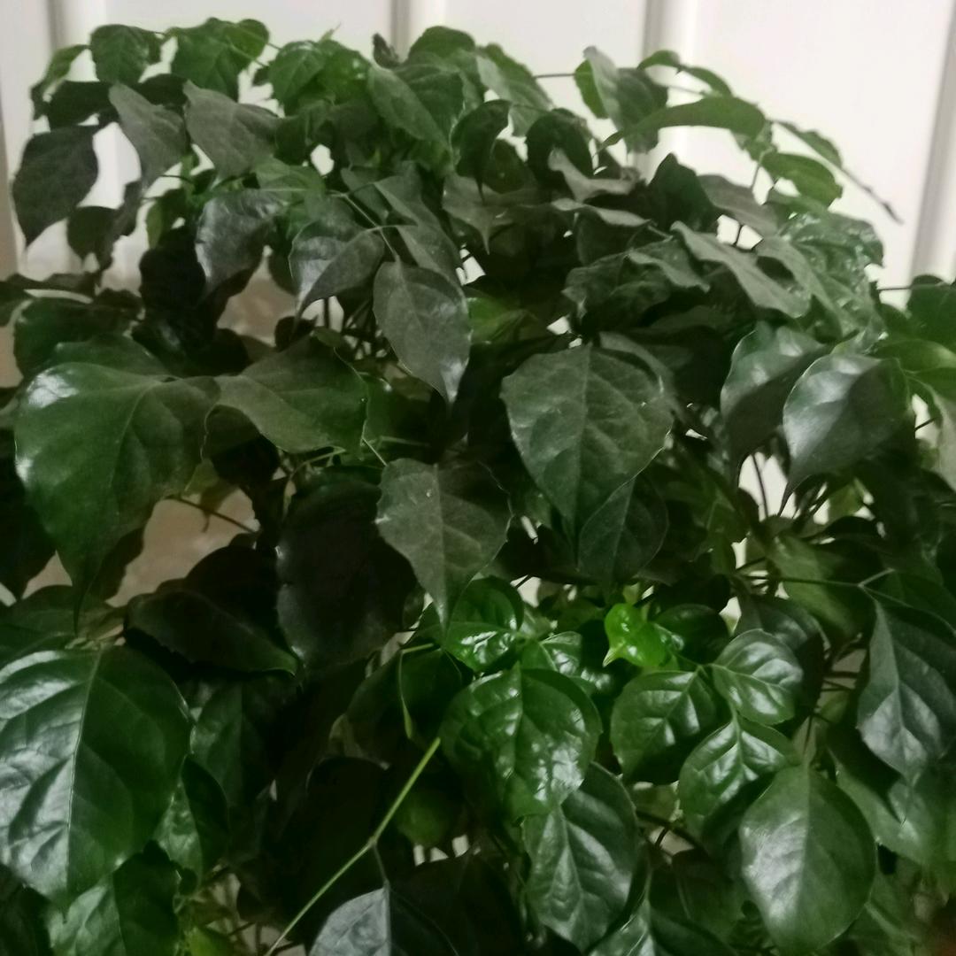 樊老大