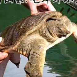 康哥水产